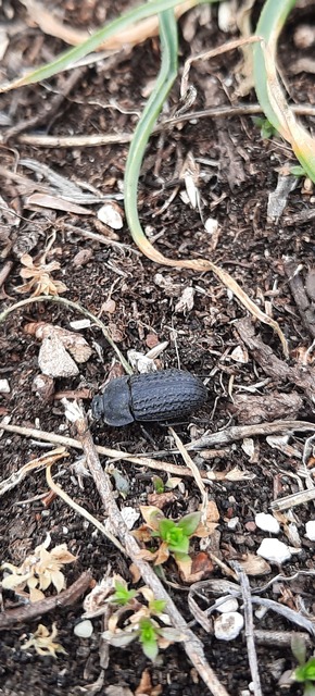 Opatrum sabulosum - sároshátú gyászbogár
