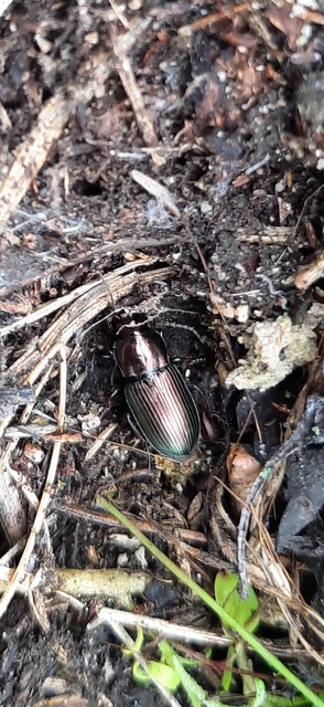 Harpalus distinguendus - mezei lomhafutó