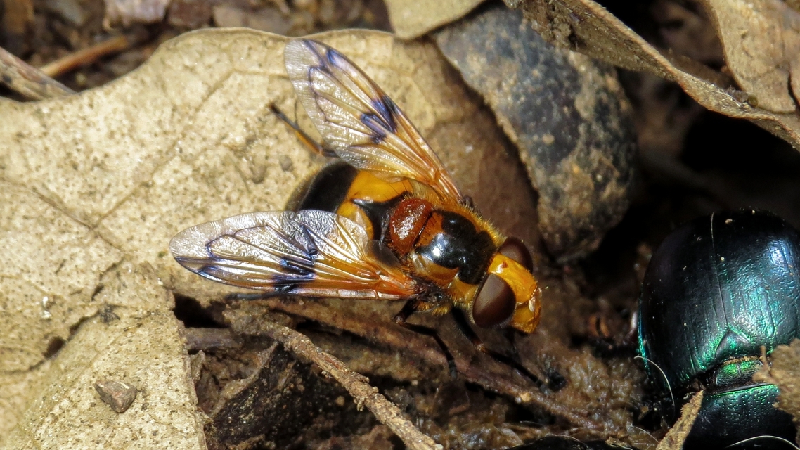 Volucella inflata - kis pihelégy