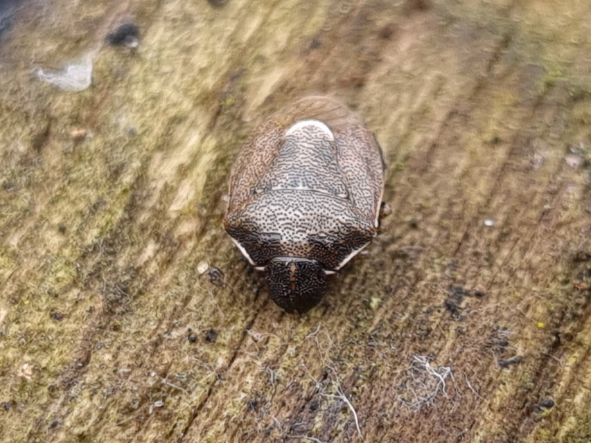 Eysarcoris Eysarcoris