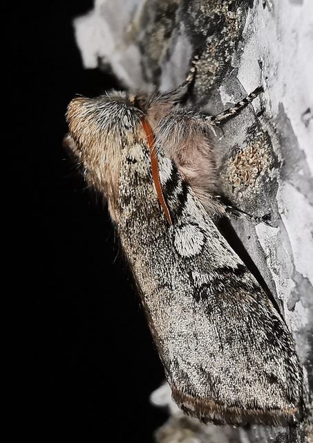 Achlya flavicornis - nyíres pihésszövő
