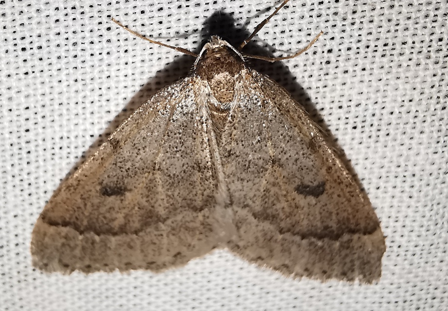 Theria rupicapraria - tavaszi kökényaraszoló