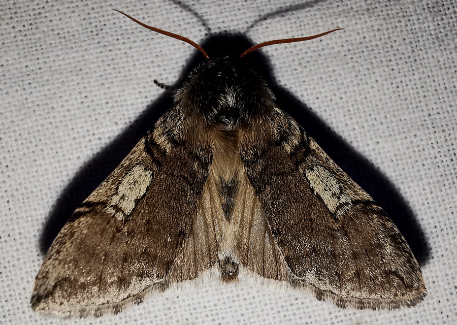 Achlya flavicornis - nyíres pihésszövő