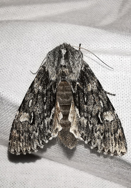 Brachionycha nubeculosa - zömök fésűsbagoly