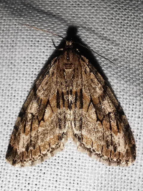 Trichopteryx polycommata - kőrisfa-lebenyesaraszoló