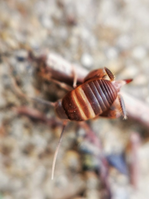 Myrmecophilus acervorum - közép-európai hangyásztücsök