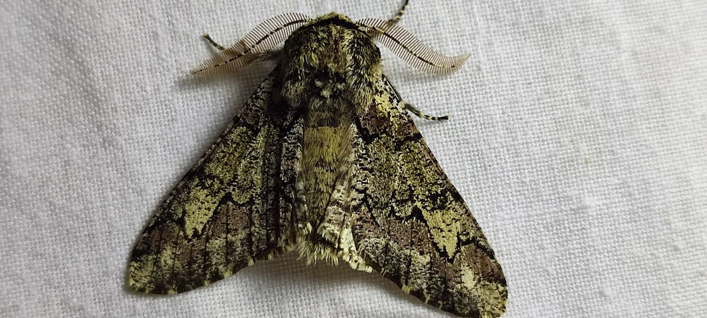 Biston strataria - barnapettyes araszoló
