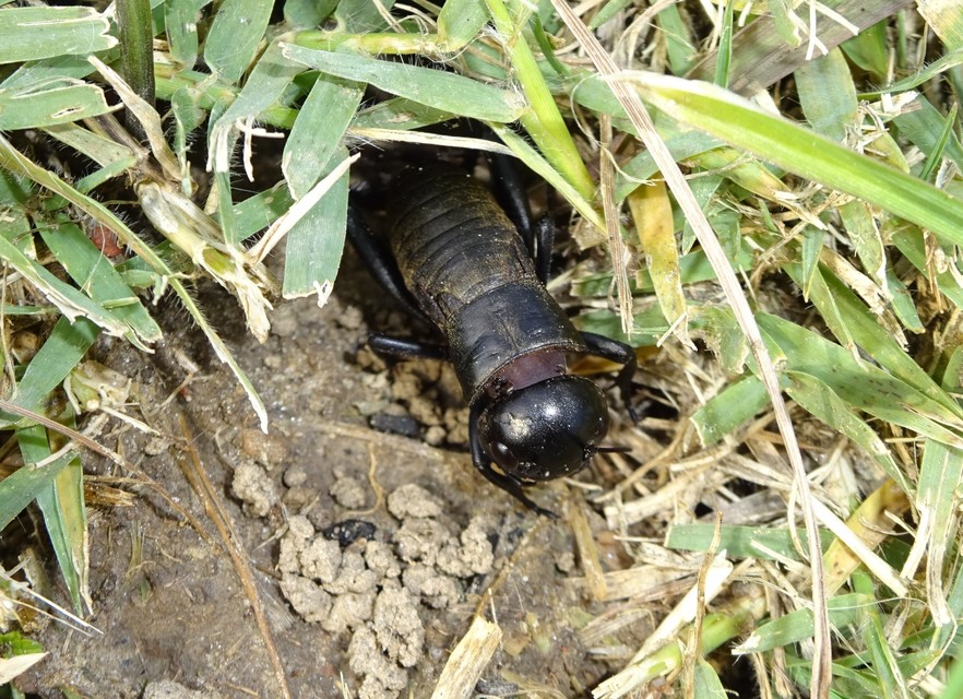 Gryllus campestris - mezei tücsök