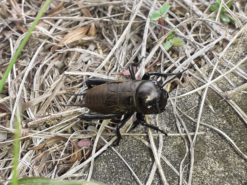 Gryllus campestris - mezei tücsök