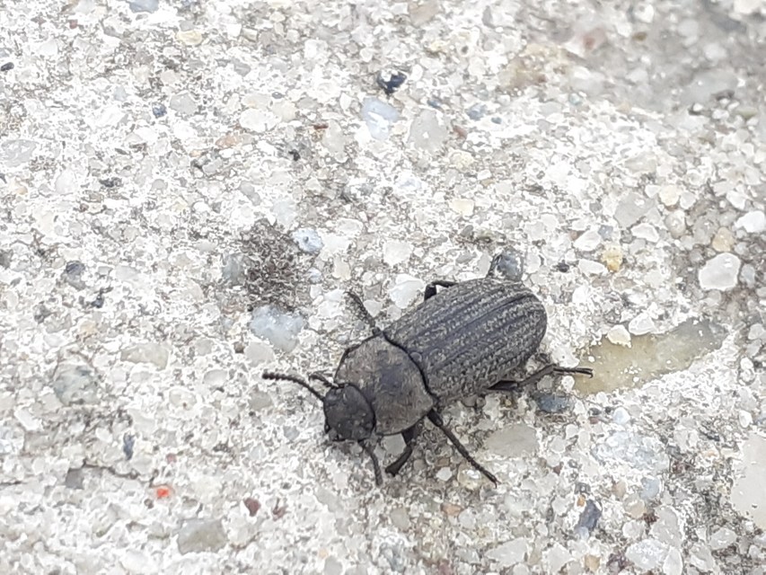 Gonocephalum granulatum pusillum
