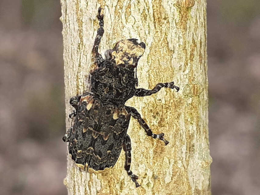 Platyrhinus resinosus - nagy orrosbogár