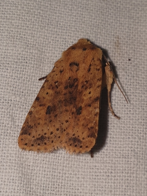 Conistra rubiginea - vörös őszibagoly