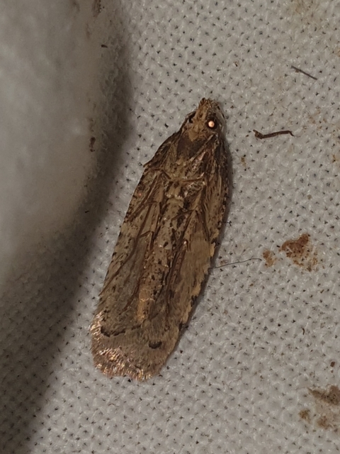 Agonopterix