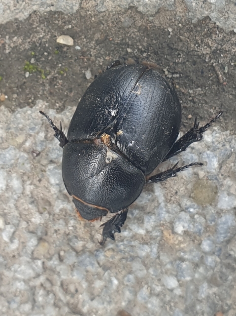 Pentodon idiota - butabogár