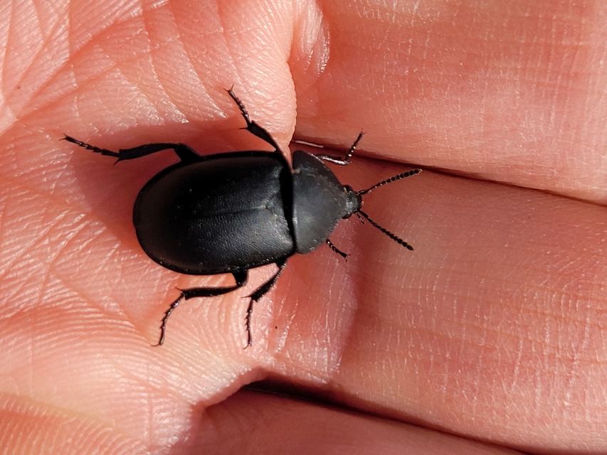 Ablattaria laevigata - sima csigarabló