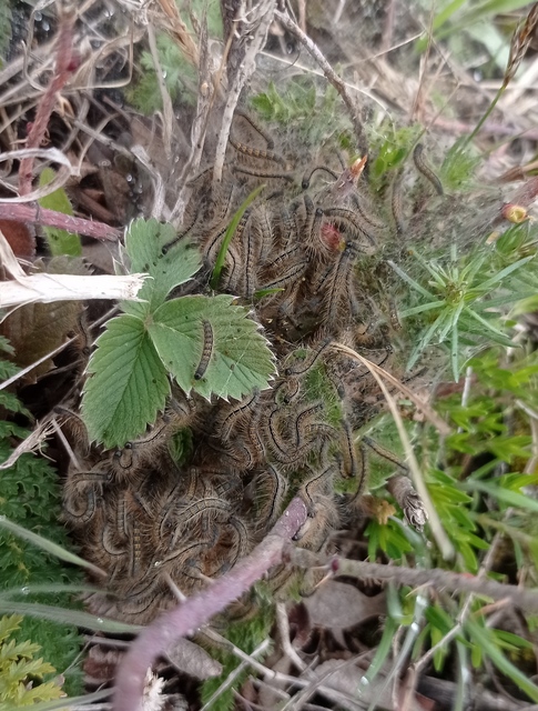 Malacosoma castrensis - kutyatejszövő