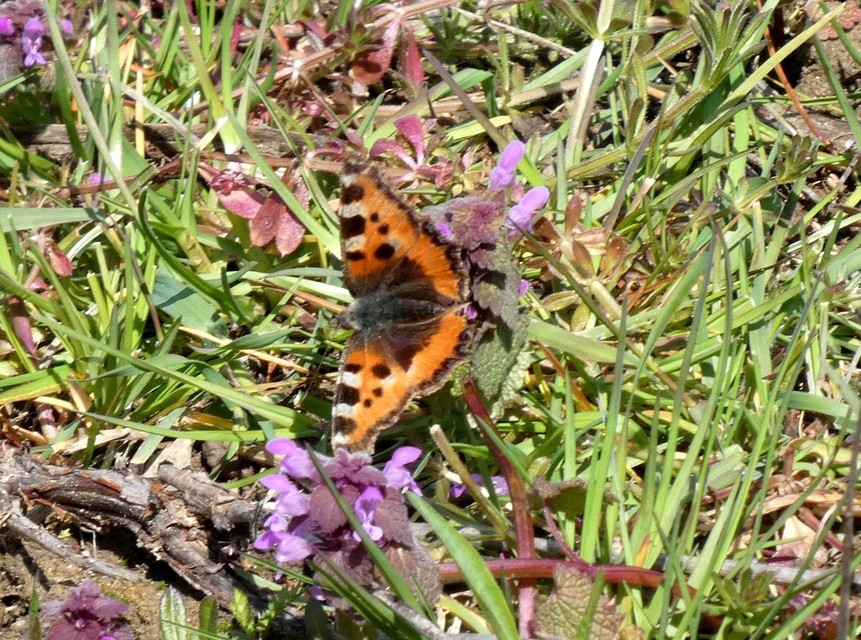 Nymphalis urticae - kis rókalepke