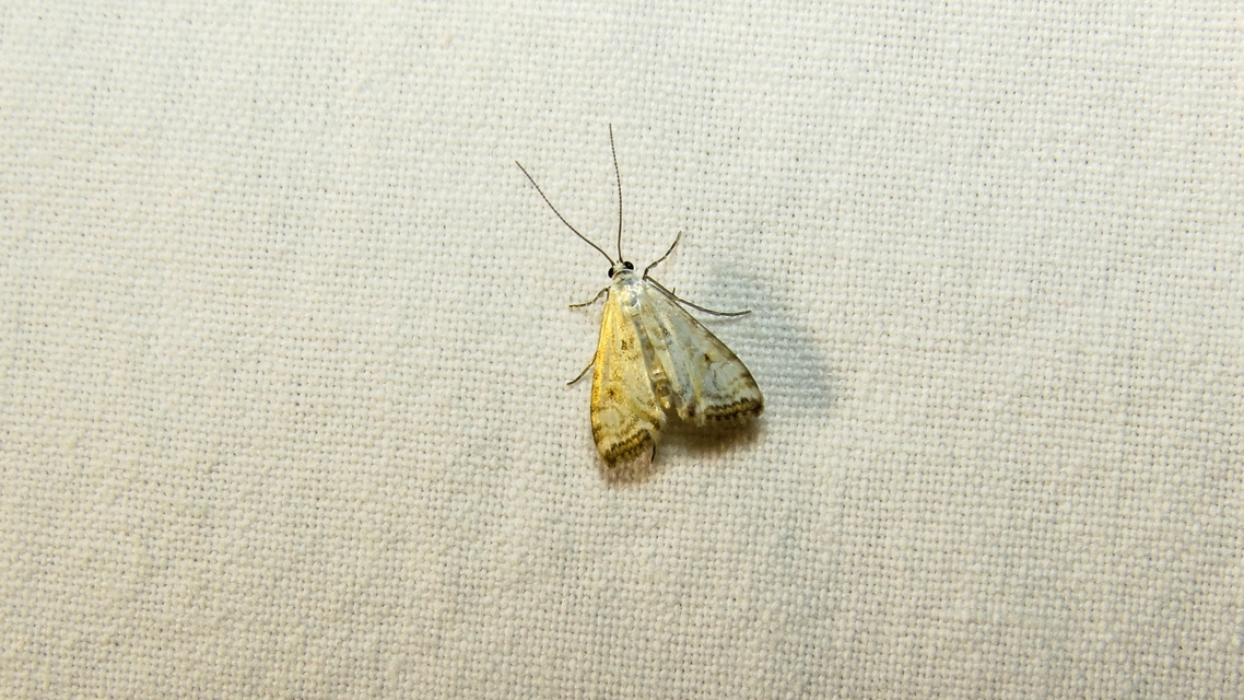 Cataclysta lemnata - békalencsemoly