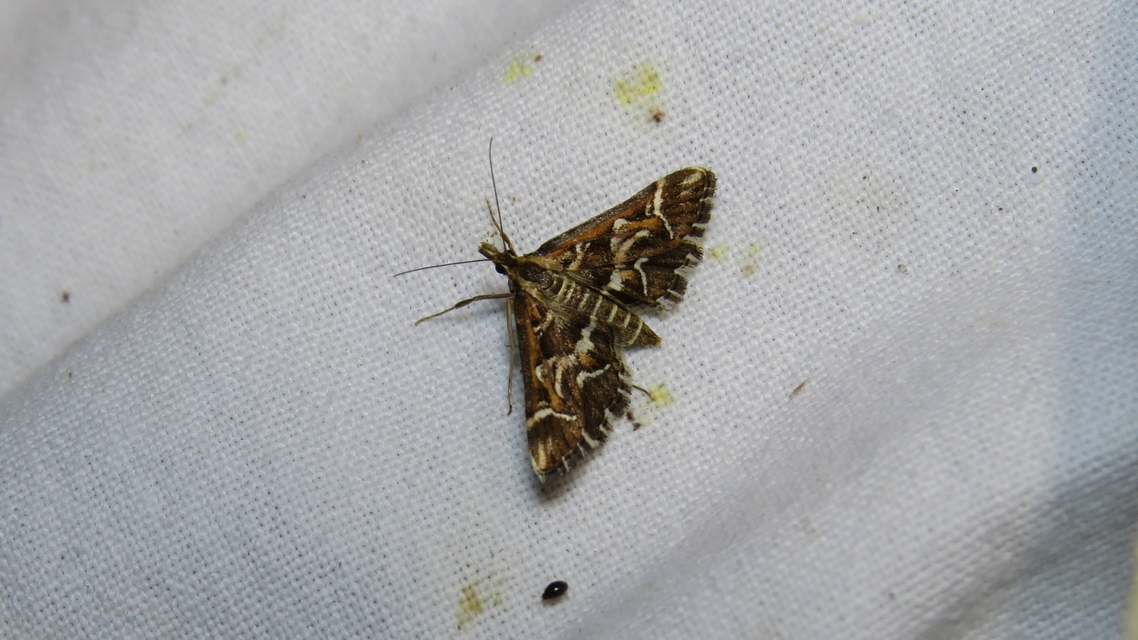 Diasemia reticularis - betűmintás tűzmoly
