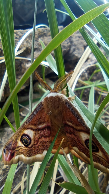 Saturnia pavoniella/pavonia