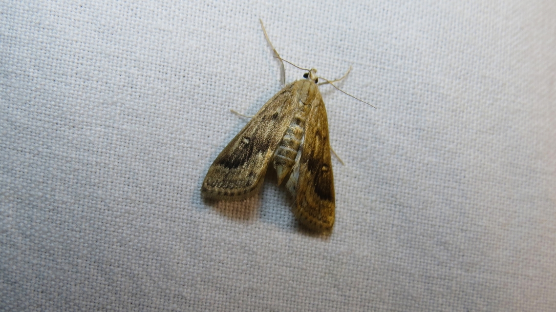 Parapoynx stratiotata - közönséges vízimoly