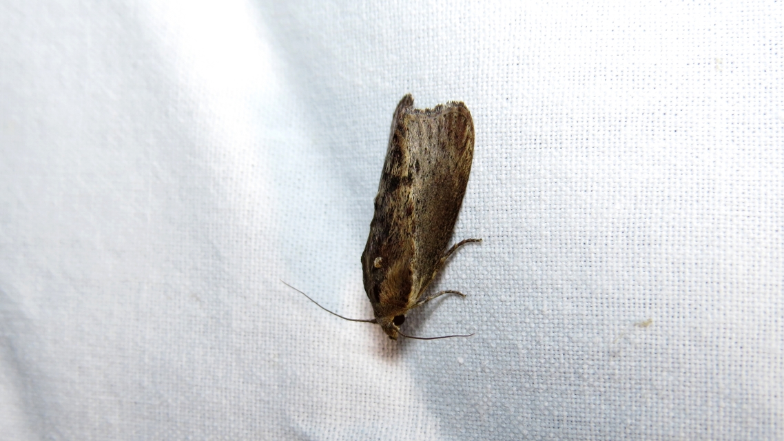 Galleria mellonella - nagy viaszmoly