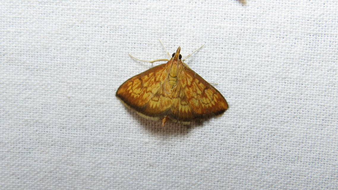 Ecpyrrhorrhoe rubiginalis - rozsdavörös tűzmoly
