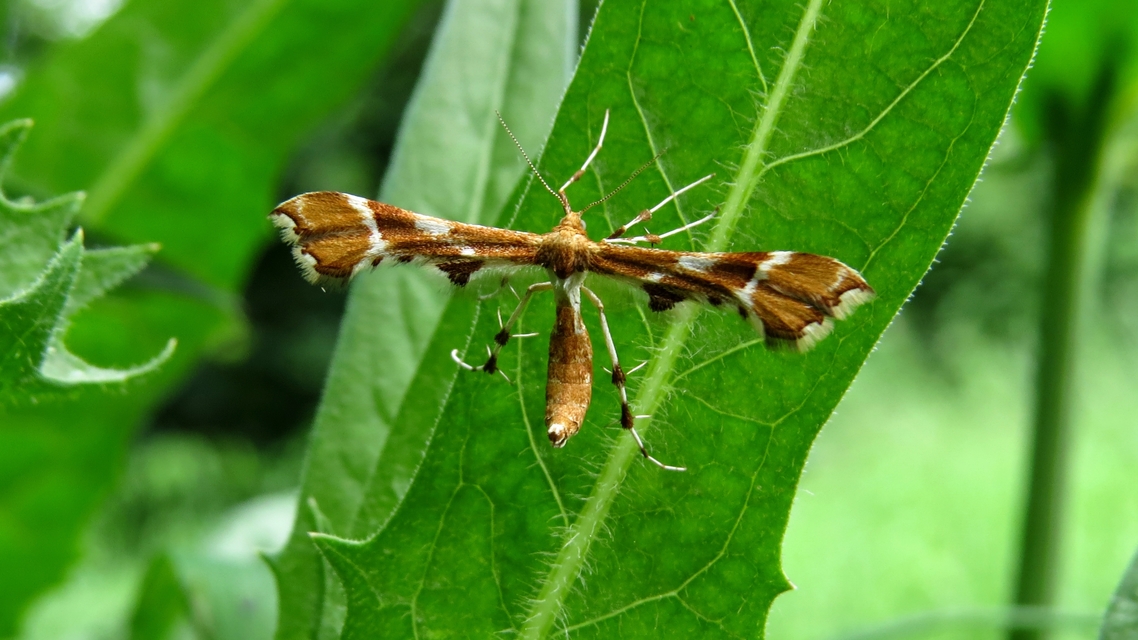 Cnaemidophorus rhododactyla - rózsabogyó-tollasmoly