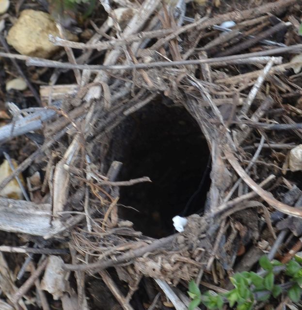 Araneae - Pókok