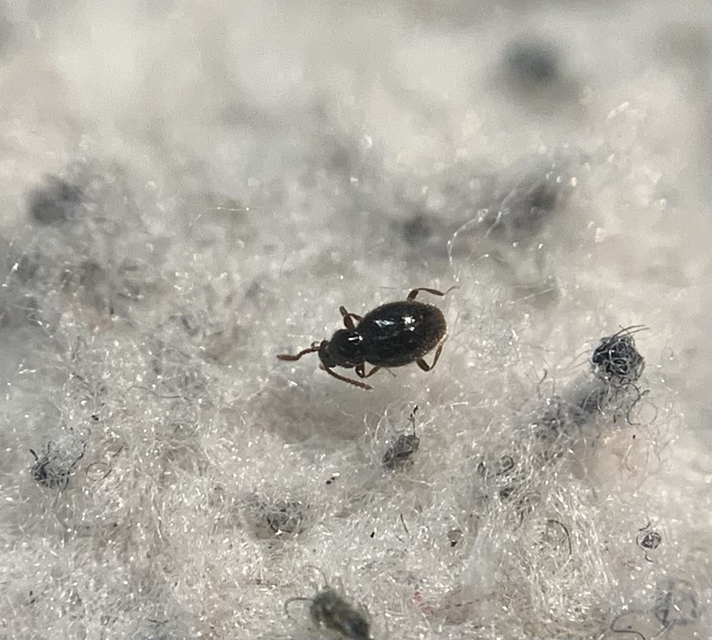 Stenichnus scutellaris - laposcombú gödörkésbogár
