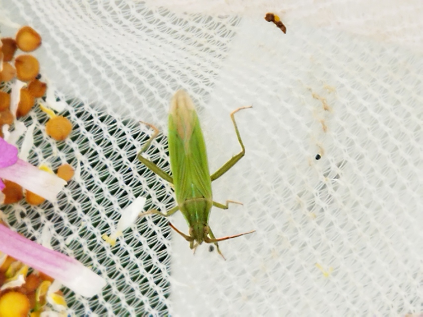 Stenodema calcarata - sarkantyús mezeipoloska