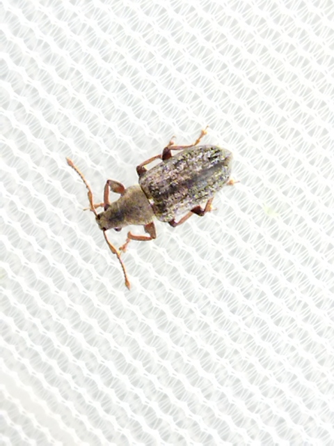 Phyllobius pyri - gyümölcsfa-levélormányos