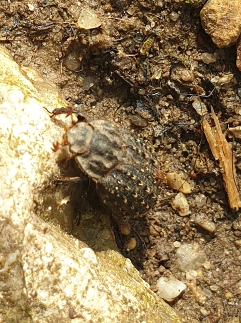 Trox niger - gömböc irhabogár