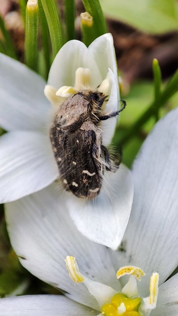 Tropinota hirta - bundás virágbogár