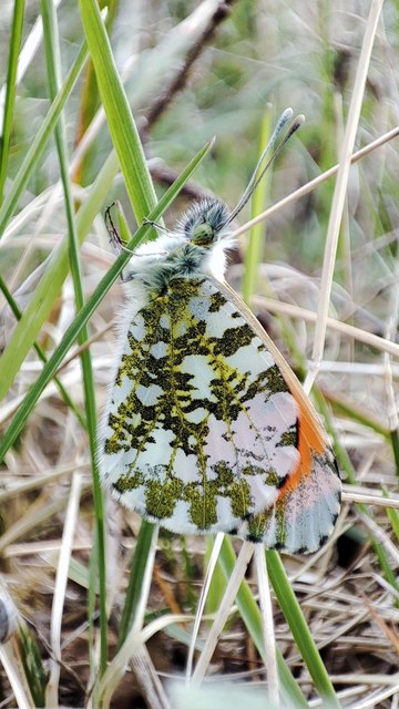 Anthocharis cardamines - hajnalpírlepke