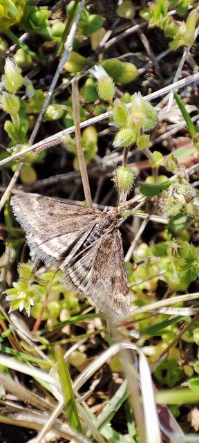 Pyrausta despicata - réti bíbormoly
