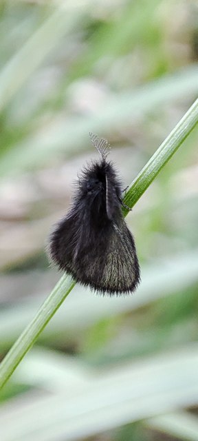 Psychidae - csőzsákos-molyfélék