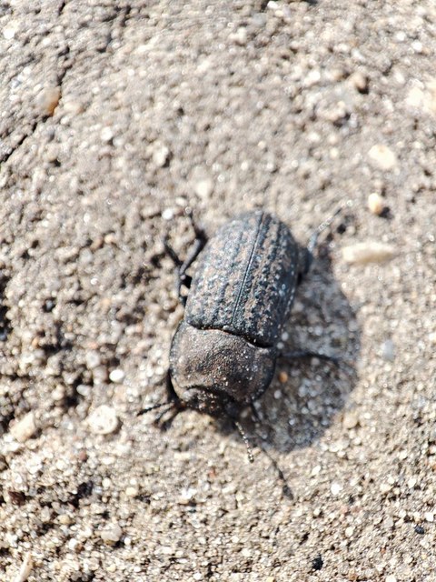 Opatrum sabulosum - sároshátú gyászbogár