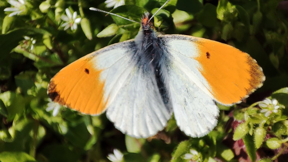 Anthocharis cardamines - hajnalpírlepke