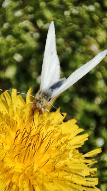 Pieris rapae - répalepke