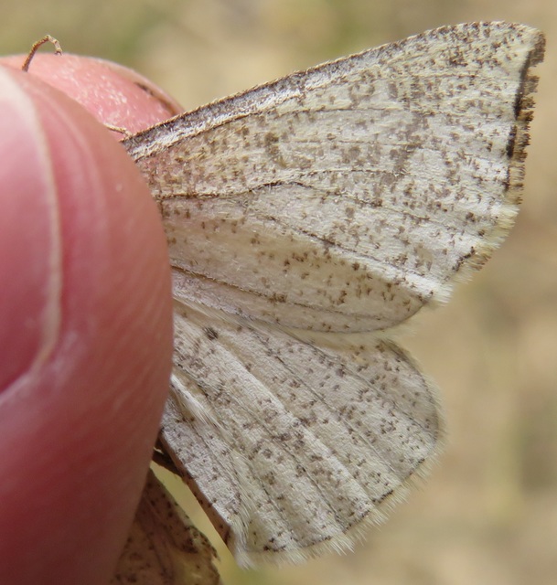 Hypoxystis pluviaria - hegyesszárnyú lápiaraszoló