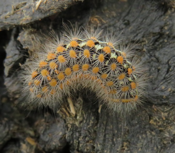 Pentophera morio - réti gyapjaslepke