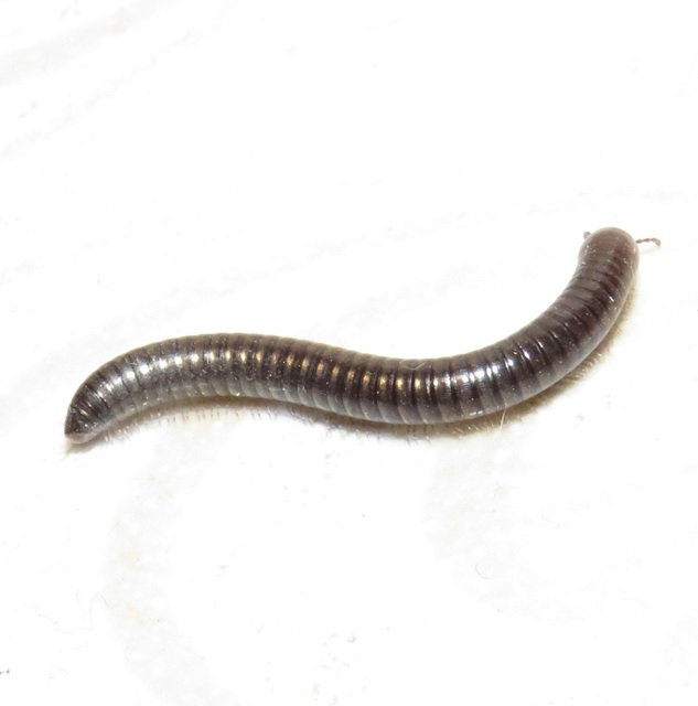 Diplopoda - Ikerszelvényesek Diplopoda - Ikerszelvényesek