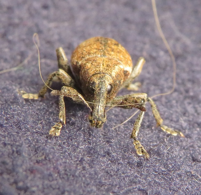 Lepyrus armatus - tompafogú fűzormányos