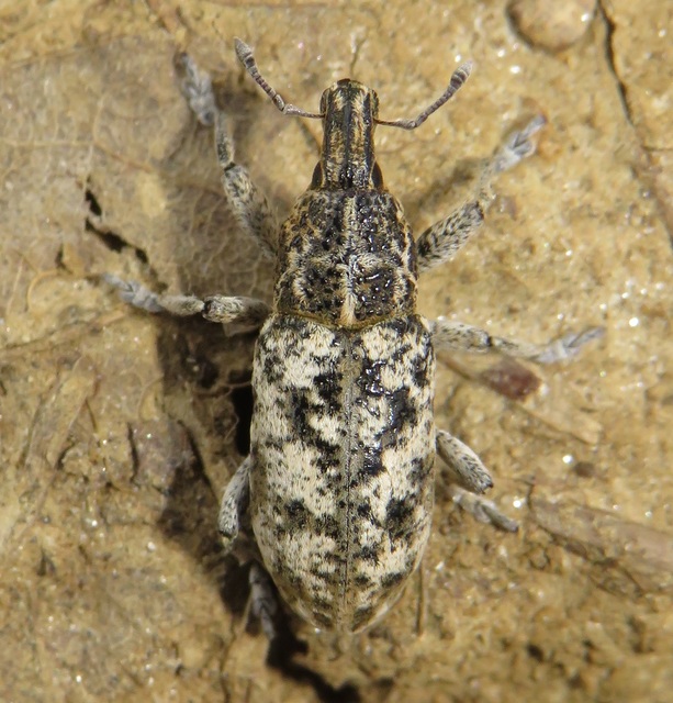 Cyphocleonus dealbatus - márványos barkó
