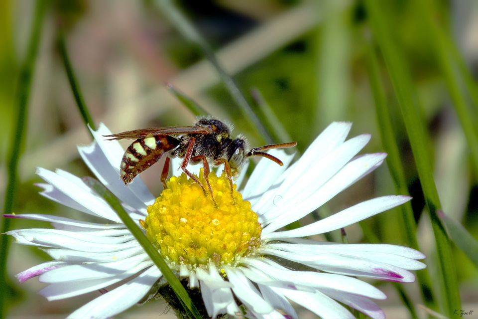 Nomada