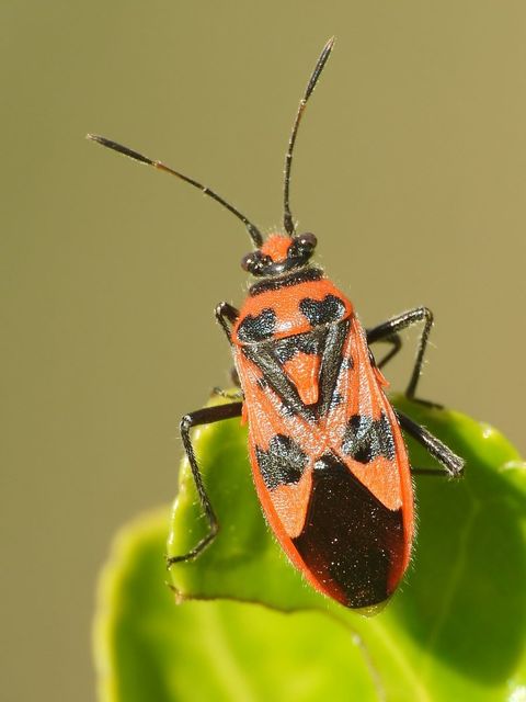 Corizus hyoscyami - piros karimáspoloska