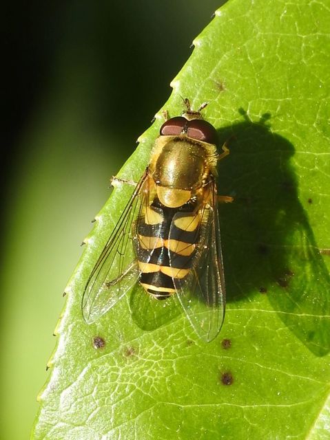 Syrphus