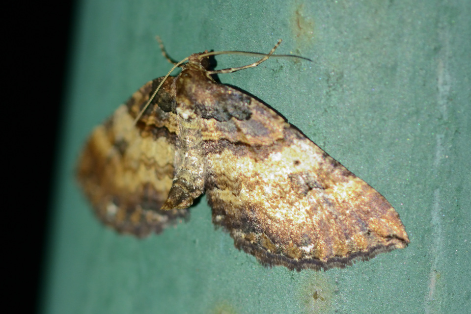 Earophila badiata - csipkerózsa-araszoló