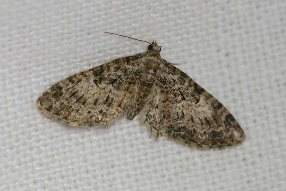 Eupithecia abbreviata - korai törpearaszoló